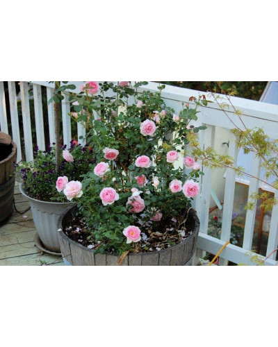 Троянда плетиста Цезарь (рожево-біла) | Rose climber Cesar (pink-white) | Роза плетистая Цезарь (розово-белая)