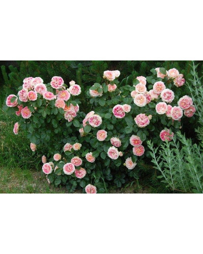 Троянда плетиста Цезарь (рожево-біла) | Rose climber Cesar (pink-white) | Роза плетистая Цезарь (розово-белая)