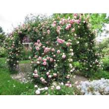 Троянда плетиста Цезарь (рожево-біла) | Rose climber Cesar (pink-white) | Роза плетистая Цезарь (розово-белая)