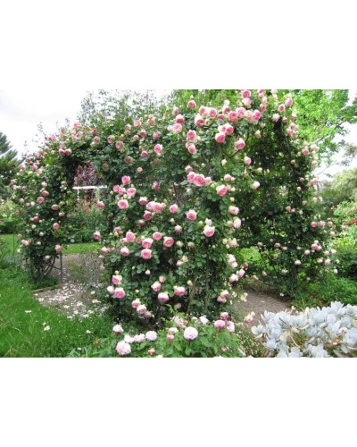 Троянда плетиста Цезарь (рожево-біла) | Rose climber Cesar (pink-white) | Роза плетистая Цезарь (розово-белая)