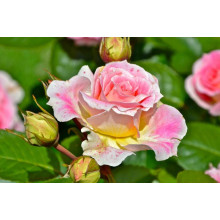 Троянда плетиста Цезарь (рожево-біла) | Rose climber Cesar (pink-white) | Роза плетистая Цезарь (розово-белая)