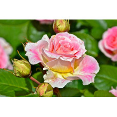 Троянда плетиста Цезарь (рожево-біла) | Rose climber Cesar (pink-white) | Роза плетистая Цезарь (розово-белая)