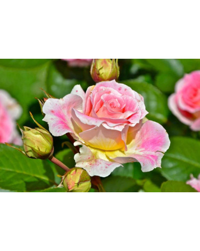 Троянда плетиста Цезарь (рожево-біла) | Rose climber Cesar (pink-white) | Роза плетистая Цезарь (розово-белая)