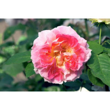 Троянда плетиста Цезарь (рожево-біла) | Rose climber Cesar (pink-white) | Роза плетистая Цезарь (розово-белая)