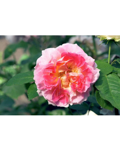 Троянда плетиста Цезарь (рожево-біла) | Rose climber Cesar (pink-white) | Роза плетистая Цезарь (розово-белая)