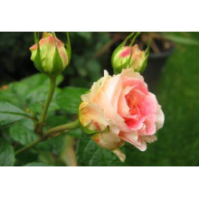 Троянда плетиста Цезарь (рожево-біла) | Rose climber Cesar (pink-white) | Роза плетистая Цезарь (розово-белая)
