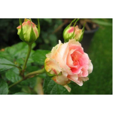 Троянда плетиста Цезарь (рожево-біла) | Rose climber Cesar (pink-white) | Роза плетистая Цезарь (розово-белая)