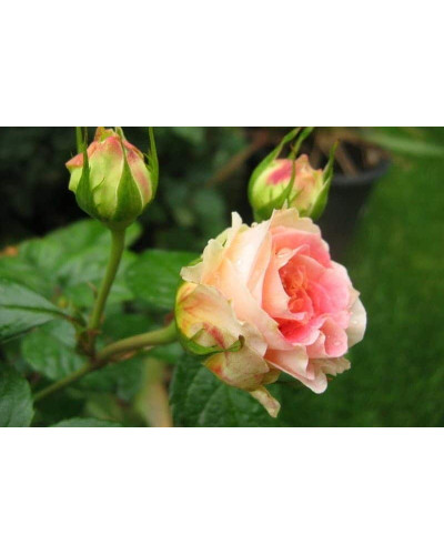Троянда плетиста Цезарь (рожево-біла) | Rose climber Cesar (pink-white) | Роза плетистая Цезарь (розово-белая)
