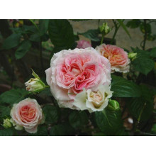 Троянда плетиста Цезарь (рожево-біла) | Rose climber Cesar (pink-white) | Роза плетистая Цезарь (розово-белая)