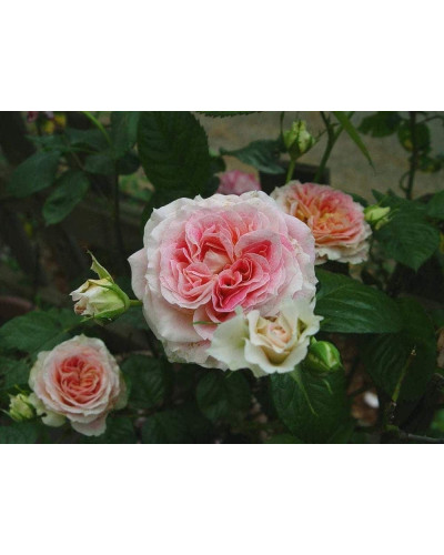 Троянда плетиста Цезарь (рожево-біла) | Rose climber Cesar (pink-white) | Роза плетистая Цезарь (розово-белая)