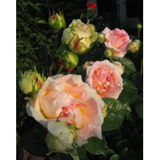 Троянда плетиста Цезарь (рожево-біла) | Rose climber Cesar (pink-white) | Роза плетистая Цезарь (розово-белая)
