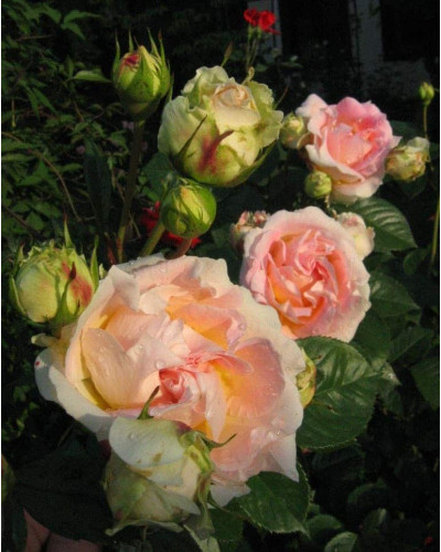 Троянда плетиста Цезарь (рожево-біла) | Rose climber Cesar (pink-white) | Роза плетистая Цезарь (розово-белая)