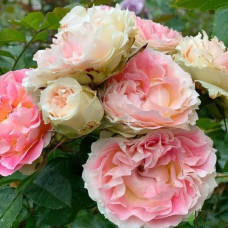 Троянда плетиста Цезарь (рожево-біла) | Rose climber Cesar (pink-white) | Роза плетистая Цезарь (розово-белая)