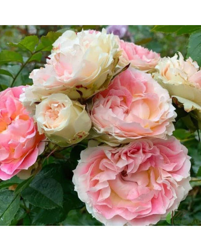 Троянда плетиста Цезарь (рожево-біла) | Rose climber Cesar (pink-white) | Роза плетистая Цезарь (розово-белая)