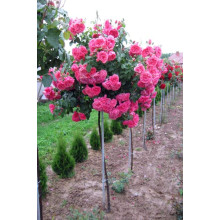 Троянда плетиста Розаріум Ютерсен (сріблясто-рожева) ШТАМБ | Rose Climbing Rosarium Jutersen (silver-pink) SHTAMB | Роза плетистая Розариум Ютерсен (серебристо-розовая) ШТАМБ