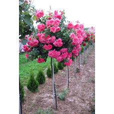 Троянда плетиста Розаріум Ютерсен (сріблясто-рожева) ШТАМБ | Rose Climbing Rosarium Jutersen (silver-pink) SHTAMB | Роза плетистая Розариум Ютерсен (серебристо-розовая) ШТАМБ
