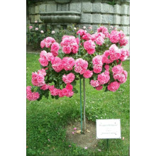 Троянда плетиста Розаріум Ютерсен (сріблясто-рожева) ШТАМБ | Rose Climbing Rosarium Jutersen (silver-pink) SHTAMB | Роза плетистая Розариум Ютерсен (серебристо-розовая) ШТАМБ