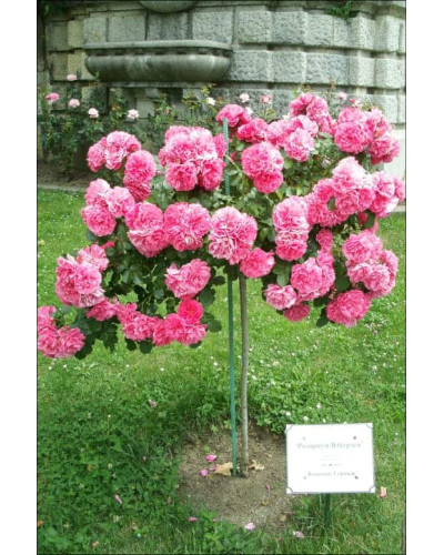 Троянда плетиста Розаріум Ютерсен (сріблясто-рожева) ШТАМБ | Rose Climbing Rosarium Jutersen (silver-pink) SHTAMB | Роза плетистая Розариум Ютерсен (серебристо-розовая) ШТАМБ