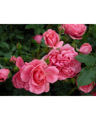 Троянда плетиста Розаріум Ютерсен (сріблясто-рожева) ШТАМБ | Rose Climbing Rosarium Jutersen (silver-pink) SHTAMB | Роза плетистая Розариум Ютерсен (серебристо-розовая) ШТАМБ