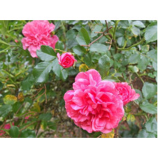Троянда плетиста Розаріум Ютерсен (сріблясто-рожева) ШТАМБ | Rose Climbing Rosarium Jutersen (silver-pink) SHTAMB | Роза плетистая Розариум Ютерсен (серебристо-розовая) ШТАМБ