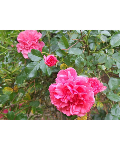 Троянда плетиста Розаріум Ютерсен (сріблясто-рожева) ШТАМБ | Rose Climbing Rosarium Jutersen (silver-pink) SHTAMB | Роза плетистая Розариум Ютерсен (серебристо-розовая) ШТАМБ