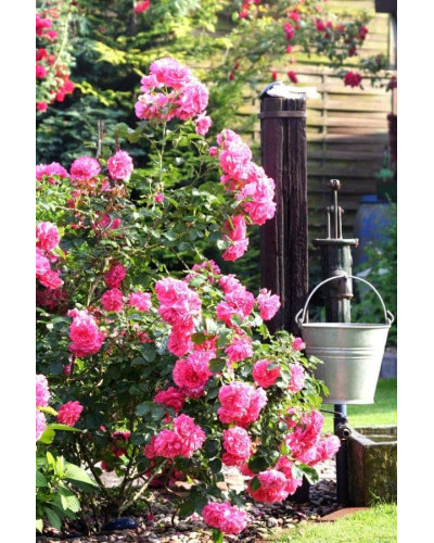 Троянда плетиста Розаріум Ютерсен (сріблясто-рожева) | Rose climber Rosarium Uetersen (silver-pink) | Роза плетистая Розариум Ютерсен (серебристо-розовая)