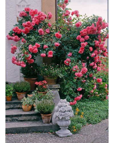 Троянда плетиста Розаріум Ютерсен (сріблясто-рожева) | Rose climber Rosarium Uetersen (silver-pink) | Роза плетистая Розариум Ютерсен (серебристо-розовая)