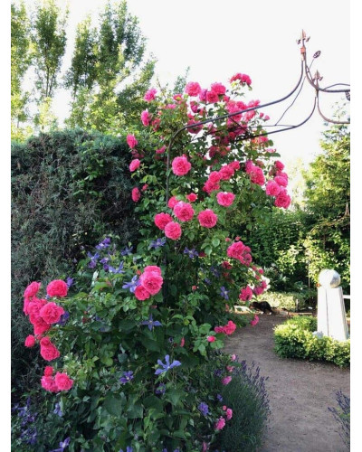 Троянда плетиста Розаріум Ютерсен (сріблясто-рожева) | Rose climber Rosarium Uetersen (silver-pink) | Роза плетистая Розариум Ютерсен (серебристо-розовая)