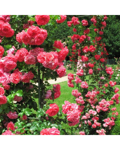 Троянда плетиста Розаріум Ютерсен (сріблясто-рожева) | Rose climber Rosarium Uetersen (silver-pink) | Роза плетистая Розариум Ютерсен (серебристо-розовая)