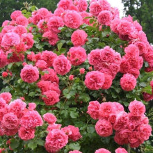 Троянда плетиста Розаріум Ютерсен (сріблясто-рожева) | Rose climber Rosarium Uetersen (silver-pink) | Роза плетистая Розариум Ютерсен (серебристо-розовая)