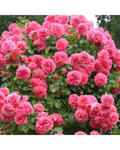 Троянда плетиста Розаріум Ютерсен (сріблясто-рожева) | Rose climber Rosarium Uetersen (silver-pink) | Роза плетистая Розариум Ютерсен (серебристо-розовая)