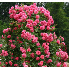 Троянда плетиста Розаріум Ютерсен (сріблясто-рожева) | Rose climber Rosarium Uetersen (silver-pink) | Роза плетистая Розариум Ютерсен (серебристо-розовая)