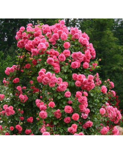 Троянда плетиста Розаріум Ютерсен (сріблясто-рожева) | Rose climber Rosarium Uetersen (silver-pink) | Роза плетистая Розариум Ютерсен (серебристо-розовая)