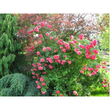 Троянда плетиста Розаріум Ютерсен (сріблясто-рожева) | Rose climber Rosarium Uetersen (silver-pink) | Роза плетистая Розариум Ютерсен (серебристо-розовая)