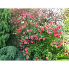 Троянда плетиста Розаріум Ютерсен (сріблясто-рожева) | Rose climber Rosarium Uetersen (silver-pink) | Роза плетистая Розариум Ютерсен (серебристо-розовая)