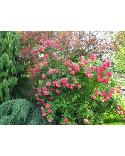 Троянда плетиста Розаріум Ютерсен (сріблясто-рожева) | Rose climber Rosarium Uetersen (silver-pink) | Роза плетистая Розариум Ютерсен (серебристо-розовая)