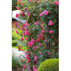 Троянда плетиста Розаріум Ютерсен (сріблясто-рожева) | Rose climber Rosarium Uetersen (silver-pink) | Роза плетистая Розариум Ютерсен (серебристо-розовая)