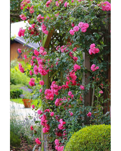Троянда плетиста Розаріум Ютерсен (сріблясто-рожева) | Rose climber Rosarium Uetersen (silver-pink) | Роза плетистая Розариум Ютерсен (серебристо-розовая)