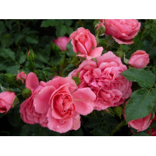 Троянда плетиста Розаріум Ютерсен (сріблясто-рожева) | Rose climber Rosarium Uetersen (silver-pink) | Роза плетистая Розариум Ютерсен (серебристо-розовая)