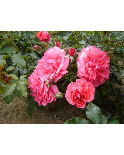 Троянда плетиста Розаріум Ютерсен (сріблясто-рожева) | Rose climber Rosarium Uetersen (silver-pink) | Роза плетистая Розариум Ютерсен (серебристо-розовая)