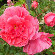 Троянда плетиста Розаріум Ютерсен (сріблясто-рожева) | Rose climber Rosarium Uetersen (silver-pink) | Роза плетистая Розариум Ютерсен (серебристо-розовая)