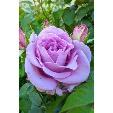 Троянда плетиста Індіголетта (фіолетова) | Rosa climber Indigoletta (purple) | Роза плетистая Индиголетта (фиолетовая)