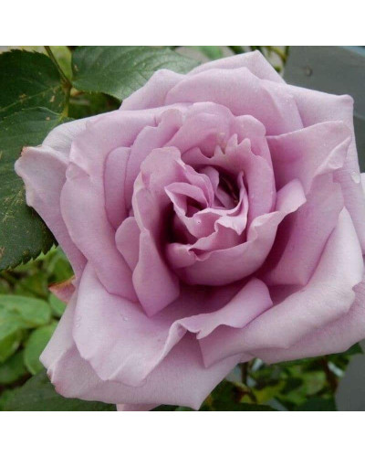 Троянда плетиста Індіголетта (фіолетова) | Rosa climber Indigoletta (purple) | Роза плетистая Индиголетта (фиолетовая)