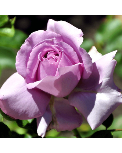 Троянда плетиста Індіголетта (фіолетова) | Rosa climber Indigoletta (purple) | Роза плетистая Индиголетта (фиолетовая)