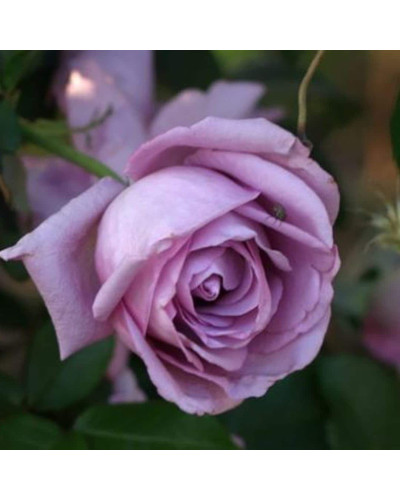 Троянда плетиста Індіголетта (фіолетова) | Rosa climber Indigoletta (purple) | Роза плетистая Индиголетта (фиолетовая)
