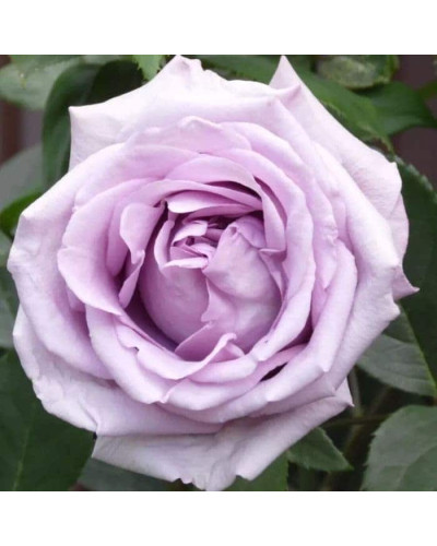 Троянда плетиста Індіголетта (фіолетова) | Rosa climber Indigoletta (purple) | Роза плетистая Индиголетта (фиолетовая)