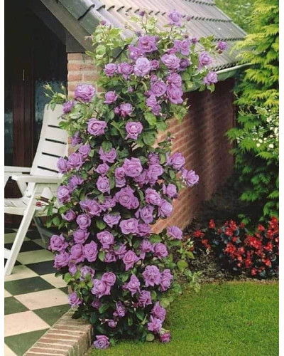 Троянда плетиста Індіголетта (фіолетова) | Rosa climber Indigoletta (purple) | Роза плетистая Индиголетта (фиолетовая)