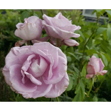 Троянда плетиста Індіголетта (фіолетова) | Rosa climber Indigoletta (purple) | Роза плетистая Индиголетта (фиолетовая)