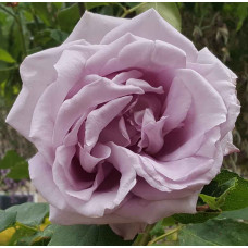Троянда плетиста Індіголетта (фіолетова) | Rosa climber Indigoletta (purple) | Роза плетистая Индиголетта (фиолетовая)