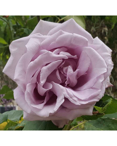 Троянда плетиста Індіголетта (фіолетова) | Rosa climber Indigoletta (purple) | Роза плетистая Индиголетта (фиолетовая)